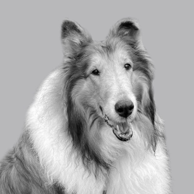 Finn Dog Headshot 